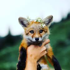 Tumblr Is A Place To Express Yourself Discover Yourself And Bond Over The Stuff You Love It S Where Your Interests Connect Pet Fox Animals Animals Beautiful