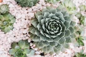 And learning the joy of eating snails. Hens And Chicks Plant Care Growing Guide