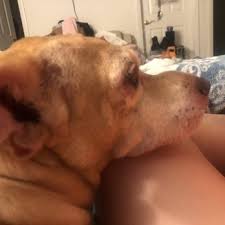 We understand that a trip to the veterinarian may not be on the top of your wish list. Buena Vista Pet Clinic 25 Reviews Veterinarians 425 N Buena Vis Hemet Ca Phone Number Yelp