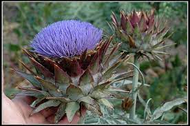 Cynara Cardunculus Artichoke Thistle Cardoon Cardoons North Carolina Extension Gardener Plant Toolbox