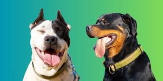 Rottweiler vs Pitbull – SPARK PAWS