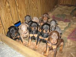 Black And Tan Doberman Puppies For Sale Dobie Puppies Doberman Pinscher Dog Doberman Pinscher Puppy Doberman