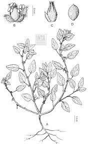 Image result for Parietaria debilis