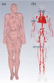 Veins return blood back toward the heart. A Complete Cst Human Voxel Body Model B Associated Blood Vessels Download Scientific Diagram