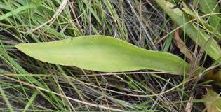 Image result for Crassula vaginata
