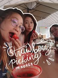 A Delightful Strawberry Picking Experience in Korea