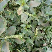 Image result for Phytolacca dodecandra