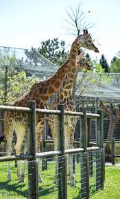 Parco Zoo Punta Verde Photos By Zulma 04 10 14 Lignano Italy Zulma Zoo Photography Skills Photo