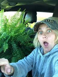 Boston ferns for sale, 2 for $20