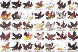 Bantam Chart2 Chickens Backyard Chicken Breeds Chicken