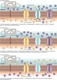 Direct Participation Of Starburst Amacrine Cells In Spontaneous Rhythmic  Activities In The Developing Mammalian Retina | Journal Of Neuroscience