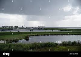 Image result for Mayaca baumii