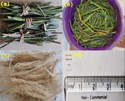 Image result for Cissus quadrangularis