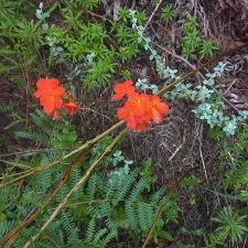 Image result for Harveya