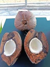 Dalam bahasa mudah ia ialah habuk sabut kelapa. Fig Farm Benih Kelapa Viral Matag Pastikan F1 Facebook