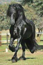 More images for black clydesdale horse » Pin On Cheval