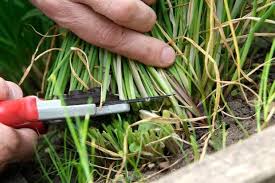 Soak the soil with room temperature water with a spray bottle. How To Cut Chives To Make Them Grow More