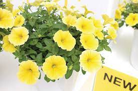 Stephanie from canada on march 16, 2013: Top Annuals Named For 2020 21 In Canada Greenhouse Canada