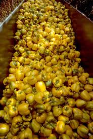 Image result for Capsicum annuum