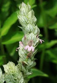 Image result for Justicia betonica