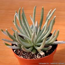 Image result for Caputia