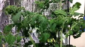Are the leaves curling upward or downward? Indoor Hydroponic Tomatoes Branches And Leaves Curling Under Nutrient Issue Youtube