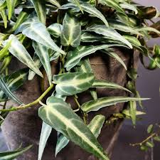 Image result for Cissus