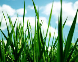 Fonds D Ecran Nature Fonds D Ecran Herbes Zoom Par Le93afaim Hebus Com We hope you enjoy our growing collection of hd images to use as a virtual. fonds d ecran herbes zoom