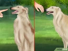 Reserve your borzoi puppy now! How To Care For A Borzoi With Pictures Wikihow