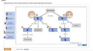 Learn vocabulary, terms and more with flashcards, games and other study tools. Cell Division Concept Map Quizlet