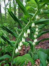 Check spelling or type a new query. Pin On White Flower Garden