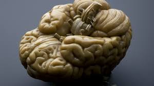 Wax Model Of A Human Brain European 4k Wallpaper Gray and blue brain wallpaper, splitting, selective coloring. 4k wallpapers