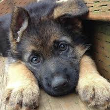 From 8 weeks to 2 years. Lol Ok At Those Sweet Little Eyes And Big Paws Adorable German Shepherd Puppy Shepherd Puppies Gsd Puppies German Shepherd Puppies