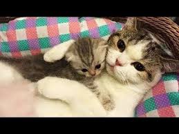 Pin On Cute Cats And Dogs