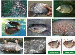 Cara memelihara ikan gurame padang di aquarium,ikan gurame yakni salah satu ragam ikan yang memiliki prospek cerah kalau dibudidayakan dengan baik.terlebih lagi ikan gurame banyak diminati oleh masyarakat indonesia sebab memiliki daging yang tebal dan sedap. Panduan Lengkap Cara Budidaya Ikan Gurame Prospek Bisnis Yang Menjanjikan