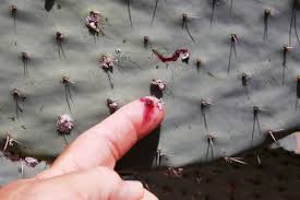 20170906 cochineal scale on our prickly pear cactus and a healthy dose of packaged red by lasertrimman. Cochineal Scale Nature Collective