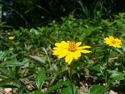 little yellow flower wedelia chinensis 小黃花 蟛蜞菊 plants beautiful country