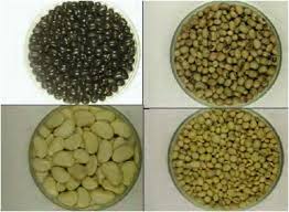 Image result for Sphenostylis erecta