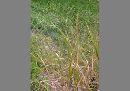 Image result for Panicum funaense
