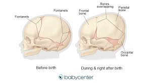 The paired frontalis muscles join in the midline and adhere to the superficial fascia over the frontal bone. Fetal Bone Development During Pregnancy Babycenter