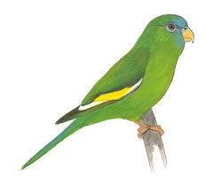 Yellow chevroned parakeets need a large cage. Yellow Chevroned Parakeet Audubon Field Guide