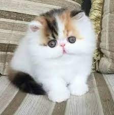 Dan diantara jenis kucing tersebut, kucing persia peaknose bisa disebut sebagai kucing termahal diantara jenis kucing persia lainnya. Terjual Kucing Persia Peaknose Pesek Kaskus