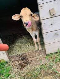 900 Cowsawesome Ideas In 2021 Cow Cute Cows Animals