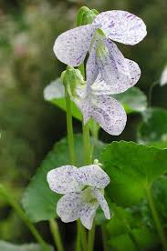march violet viola odorata fruhlingsblumen garten stiefmutterchen schone blumen