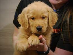 Welcome to heartland golden retrievers. Golden Retriever Puppies Petland Iowa City