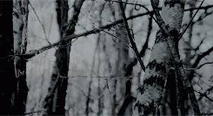 119,454 free images of forest. Aesthetic Forest Gif Aesthetic Forest Discover Share Gifs