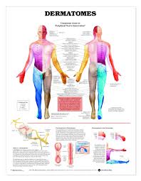 dermatomes