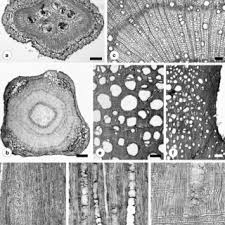 Image result for Grewia hornbyi