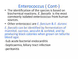 Image result for Group D Streptococcus