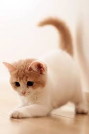 Put Some Cute On Your Desktop With These Wallpapers Cute Baby Cats Cute Cat Wallpaper Kittens Cutest